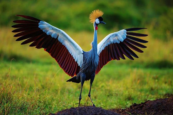Why Does Uganda Have Over 1,090 Bird Species? The Geography Behind the Numbers