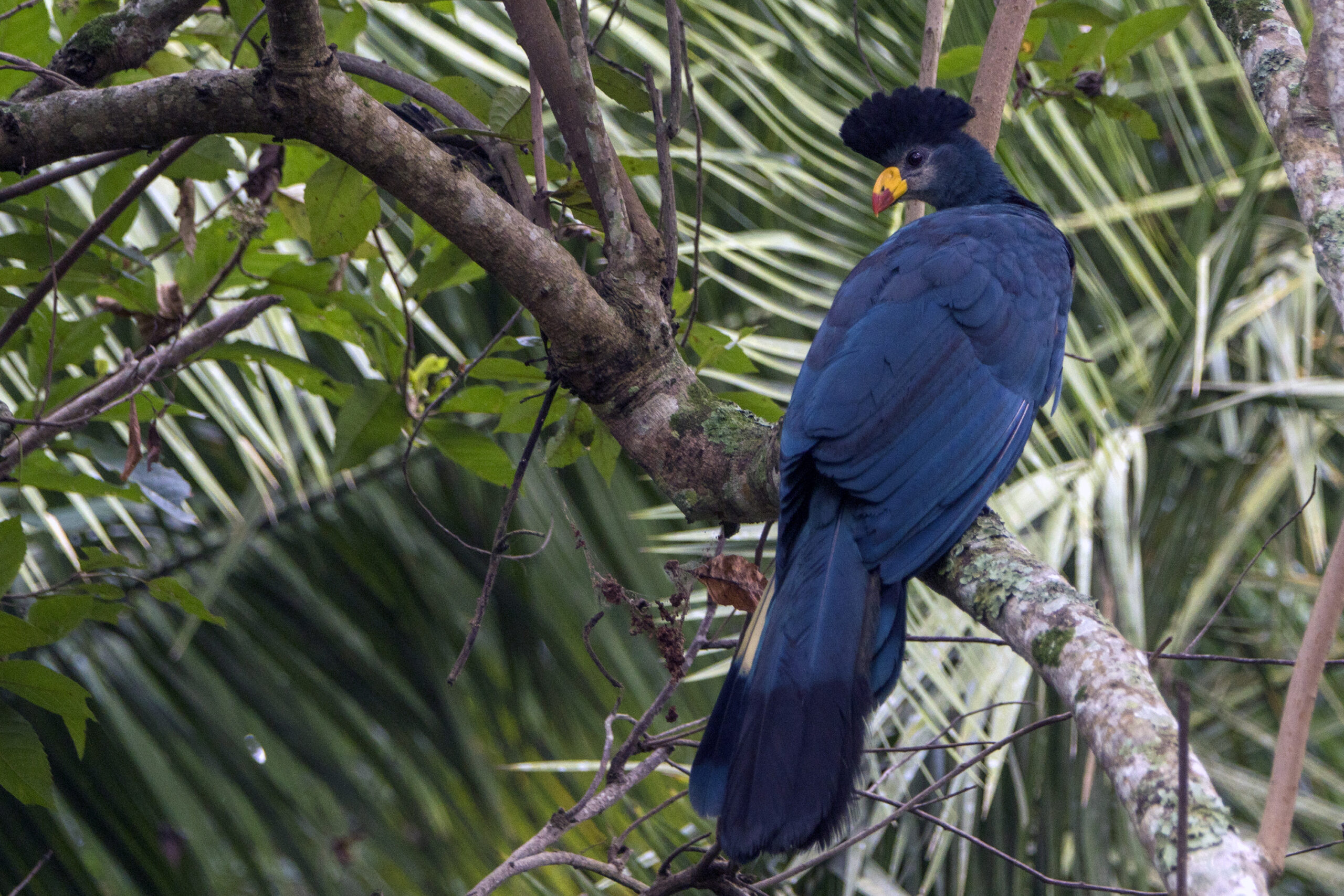 The Best Time to Visit Uganda for Birding (A Month-by-Month Guide)
