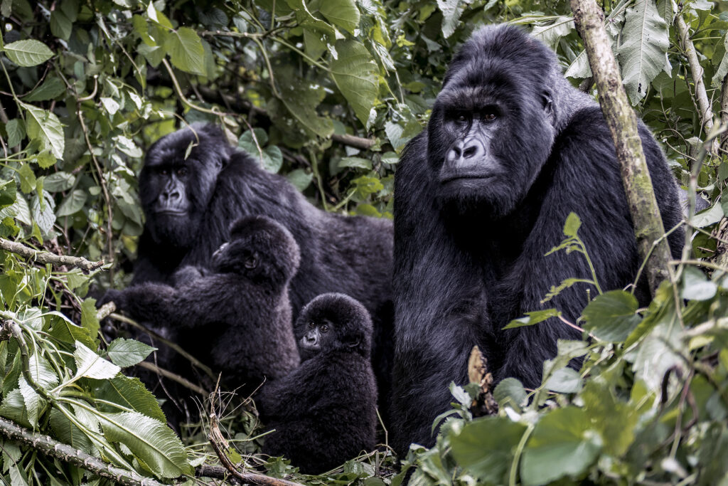Mountain Gorillas are endangered, found only in Rwanda, Uganda, and the DRC.