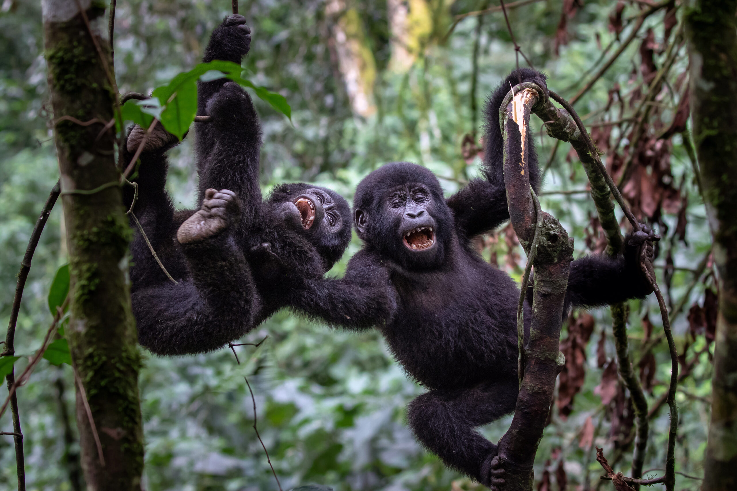 Uganda vs Rwanda for Gorilla Trekking: Why Uganda Wins