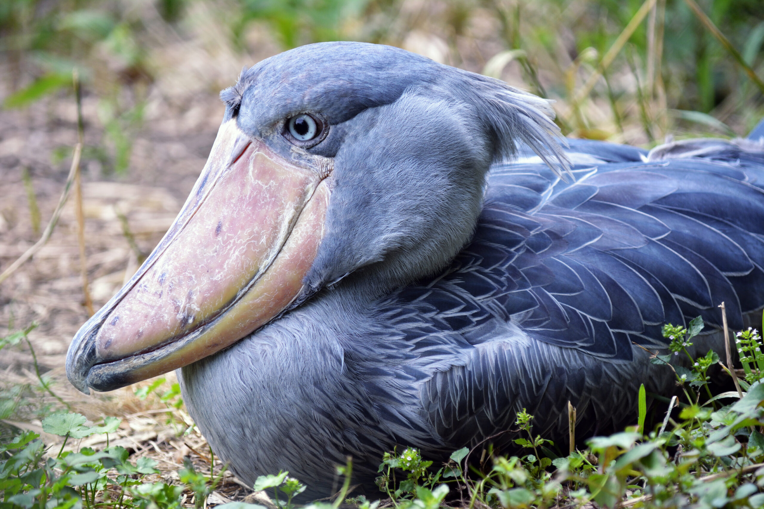 Uganda’s Top Birding Destinations: Where to Go and What to Look For