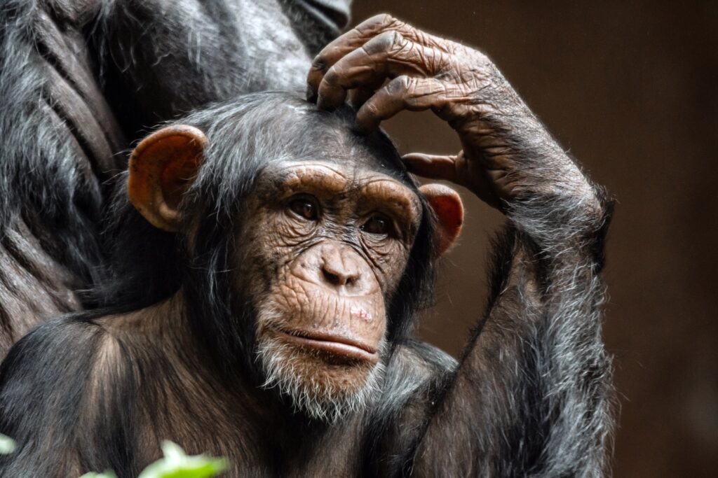 Chimpanzees in Kibale National Park