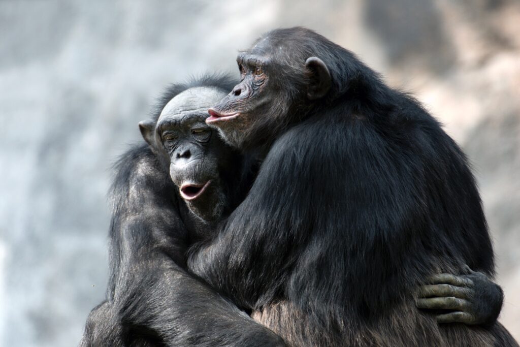 Chimpanzees in Kibale National Park

