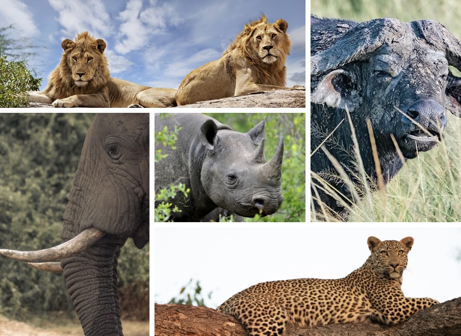 Africa’s Big Five: Who They Are, Why They’re Called That, and Where to Find Them in Uganda