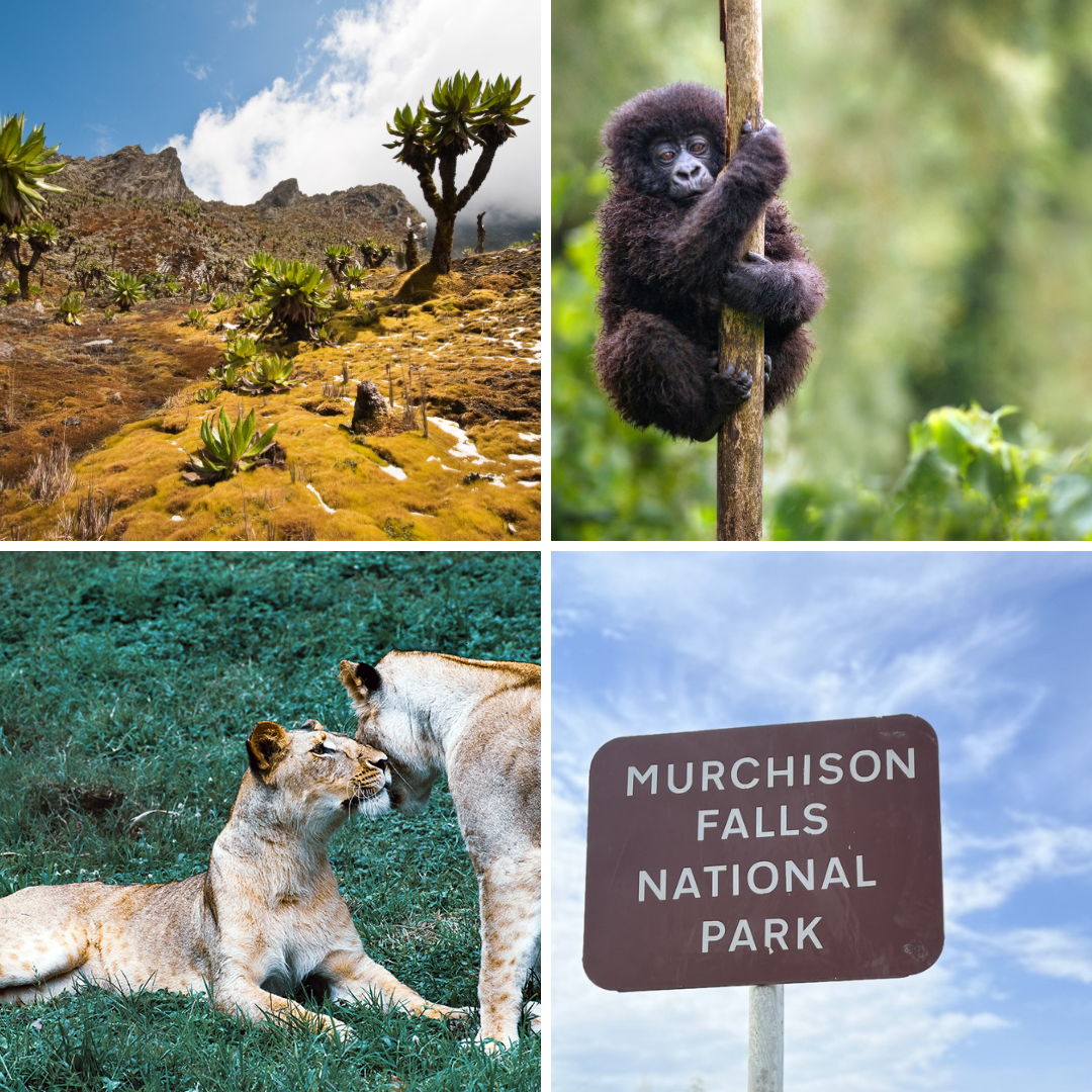 This National Park Is Best Known For… A Guide to Uganda’s Signature National Parks