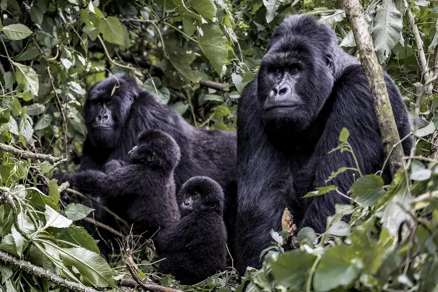 Mountain gorillas in Bwindi Impenetrable Forest, Uganda