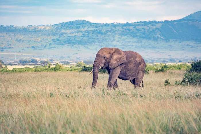 Amboseli and Kilimanjaro Views