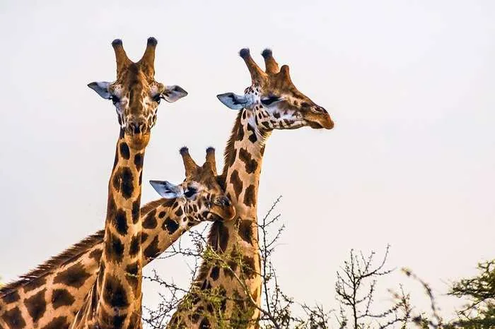 Rwanda Uganda Kenya East Africa Grand Safari