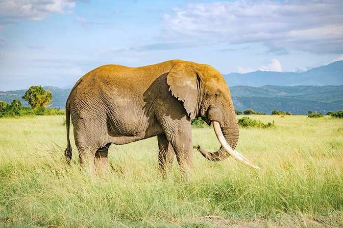 The Grand Uganda Explorer