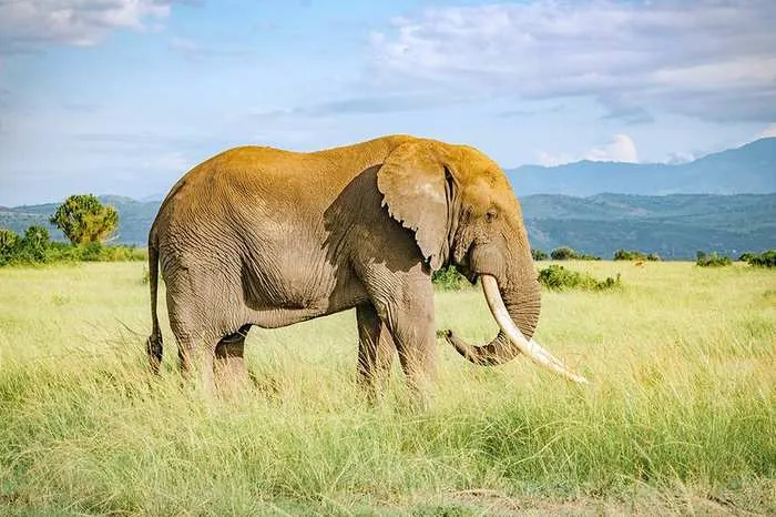 Grand Uganda Safari — all parks