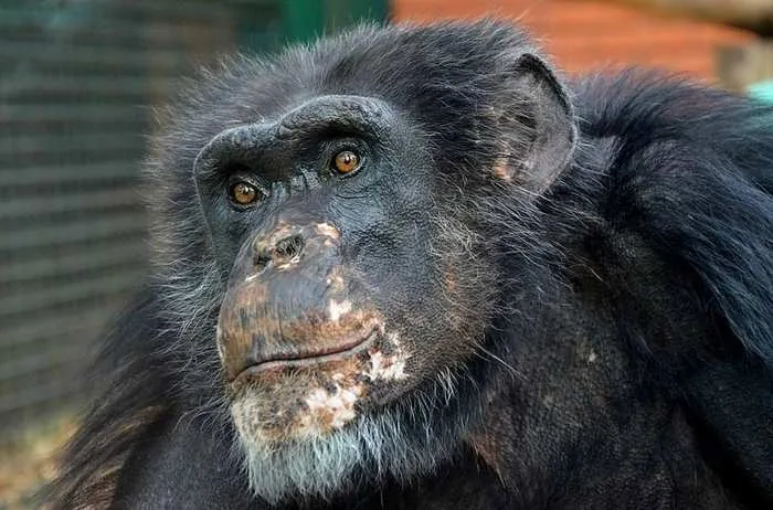 Chimpanzee trekking Kibale Forest Uganda