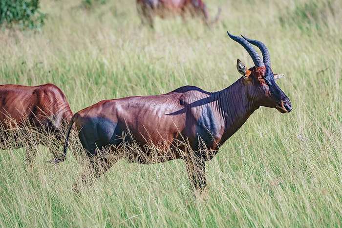 Kidepo Valley Wilderness Safari