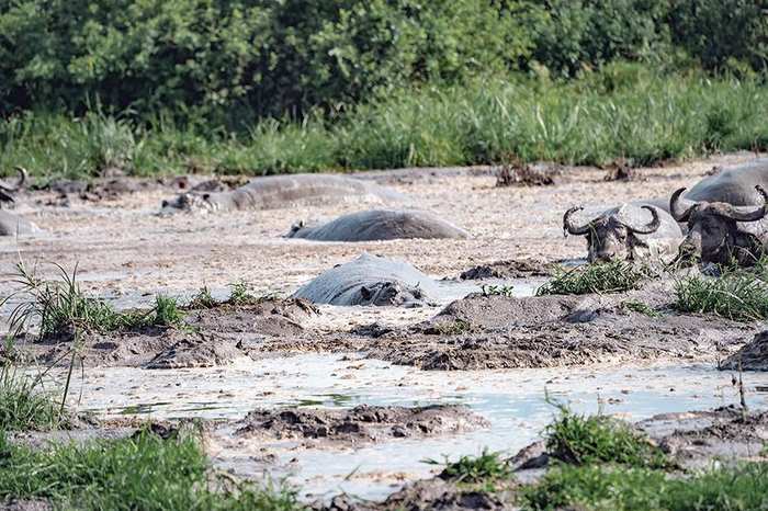Queen Elizabeth Big 5 Safari