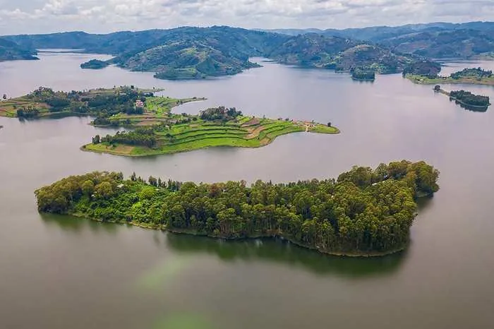 Mountain gorilla in the Virunga volcanoes, Volcanoes National Park, Rwanda