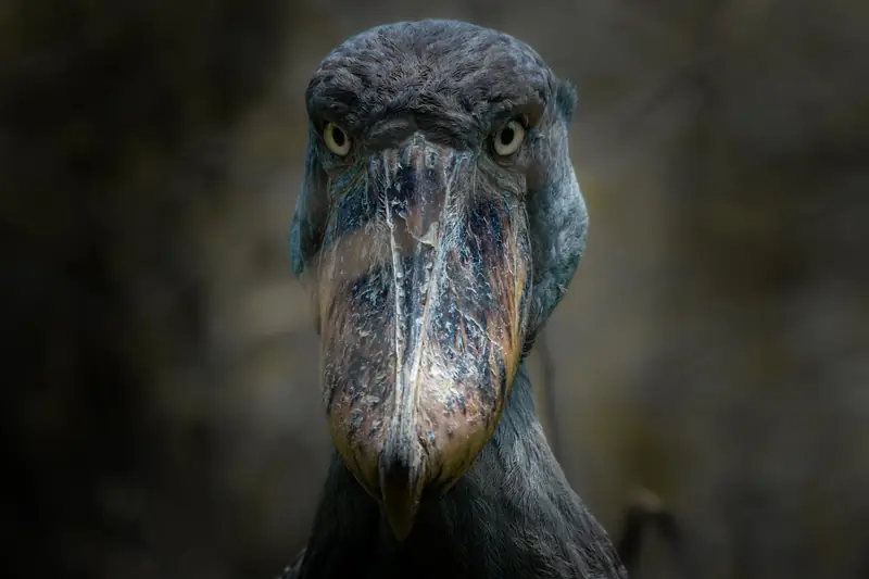 Shoebill stork, Mabamba Swamp, Uganda