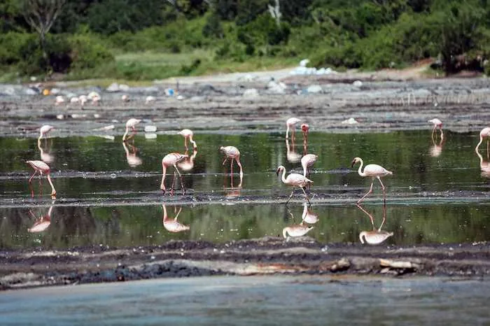 Uganda and Kenya combined safari