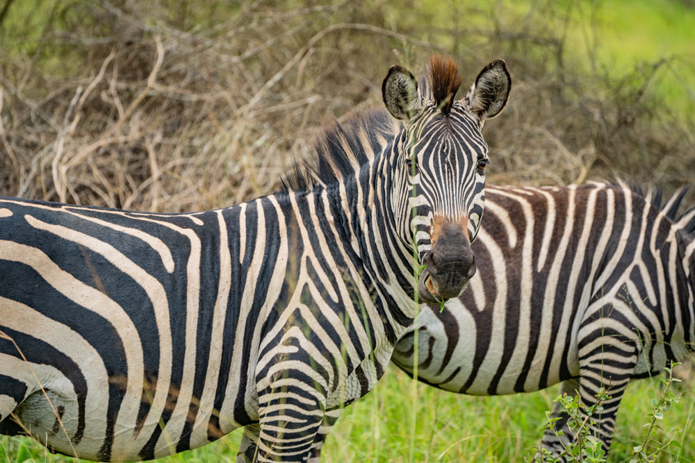 BUYIGI_LAKE MBURO_D2-4181