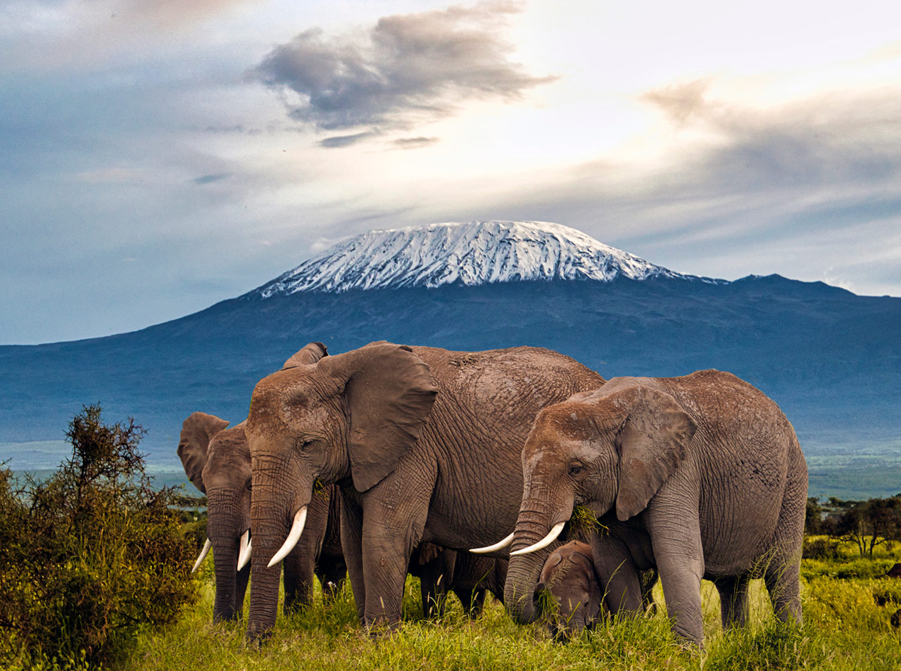 a-herd-of-elephants-with-a-background-of-an-ice-capped-mountain