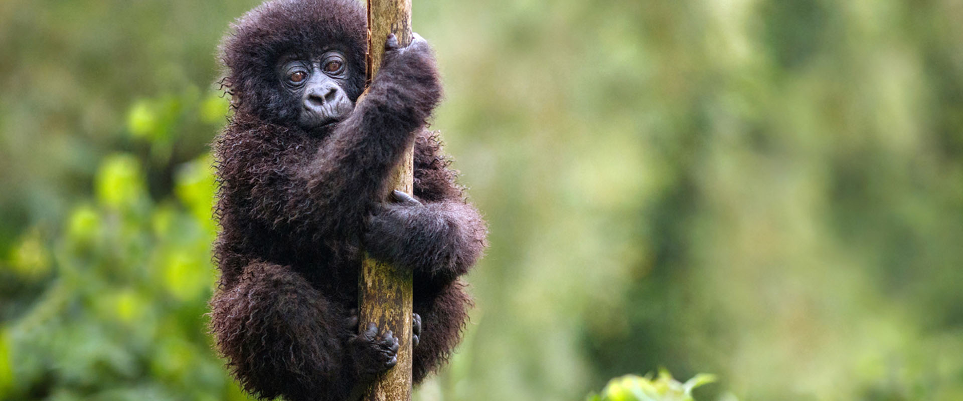 baby-gorilla