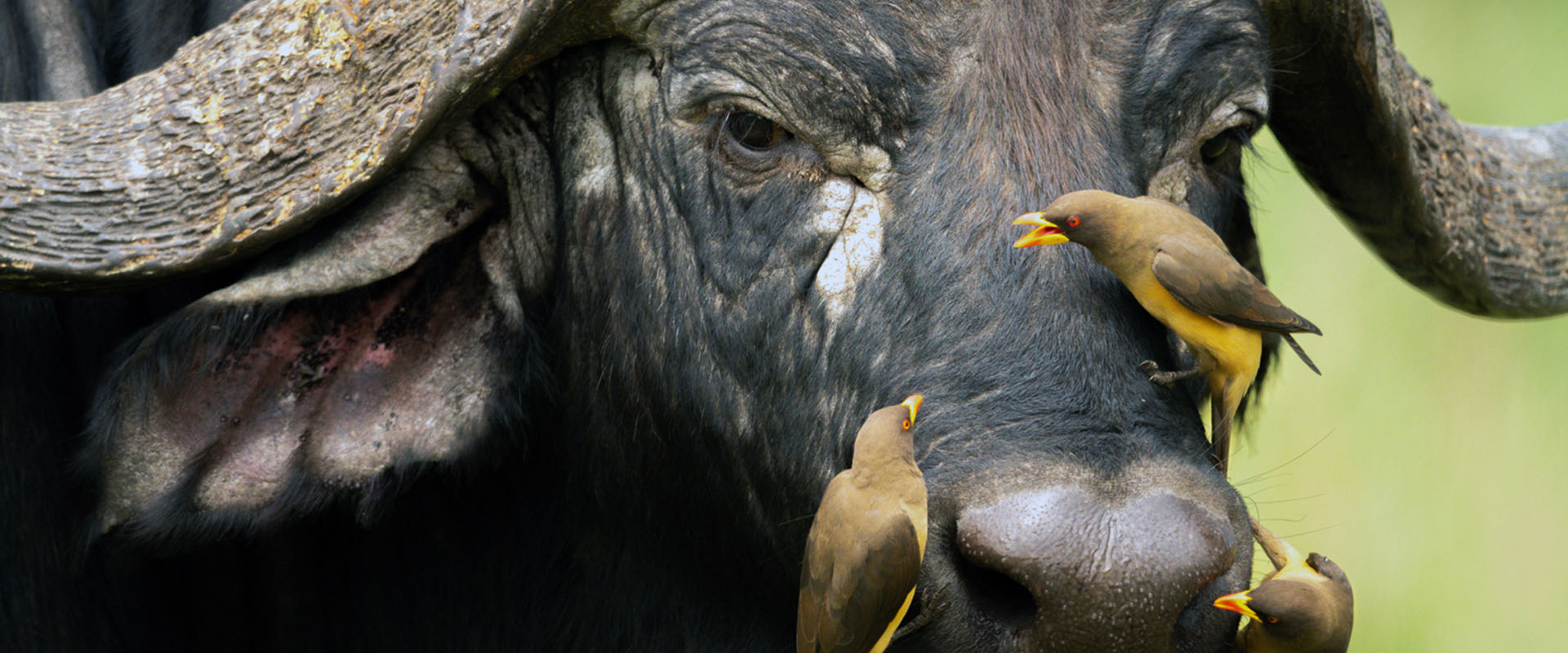 buffalo