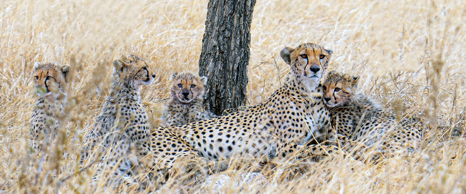 cheetah-and-her-cubs
