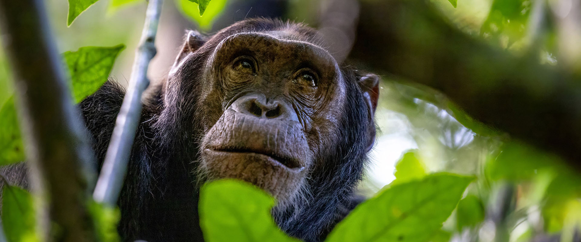 chimpanzee-1