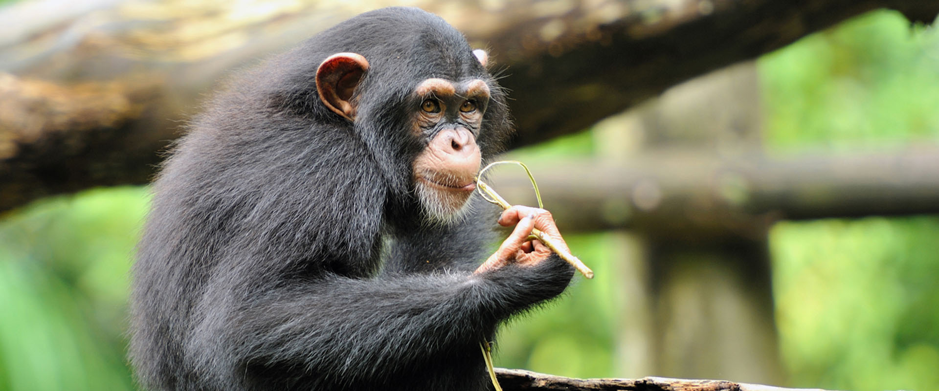 chimpanzee