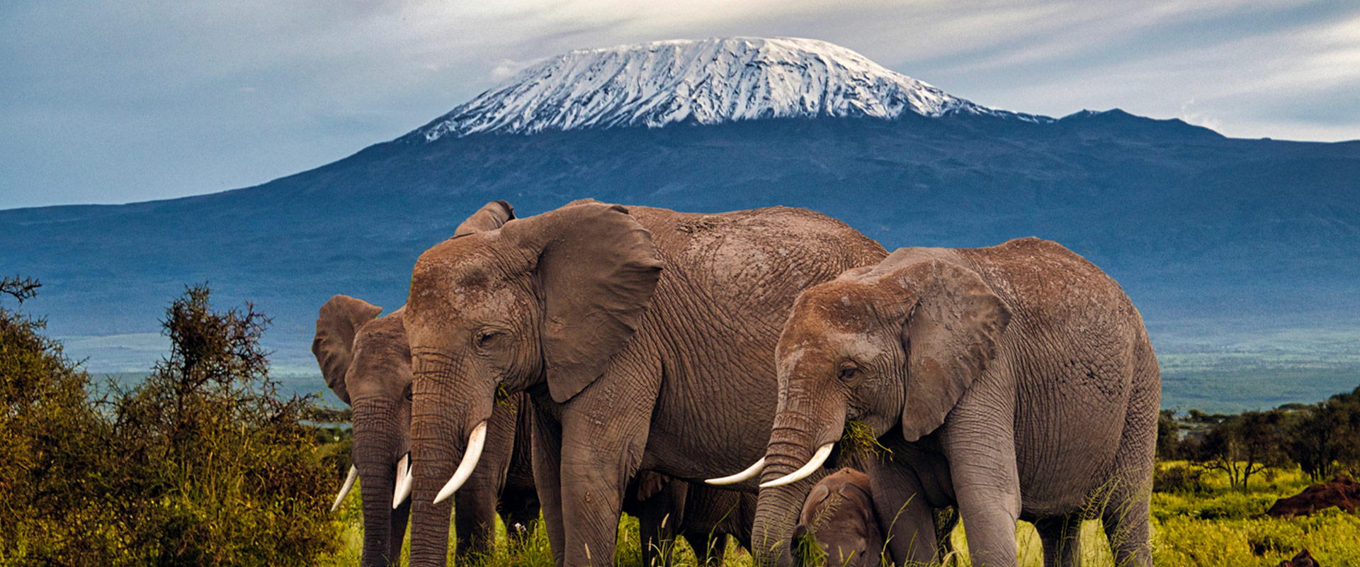 elephants-with-a-background-of-an-ice-capped-mountain