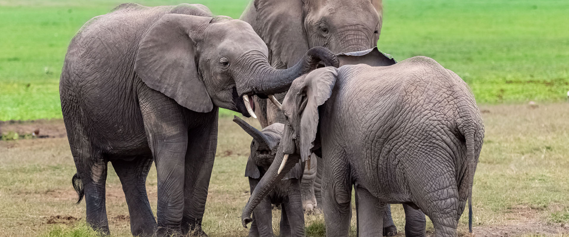 elephants