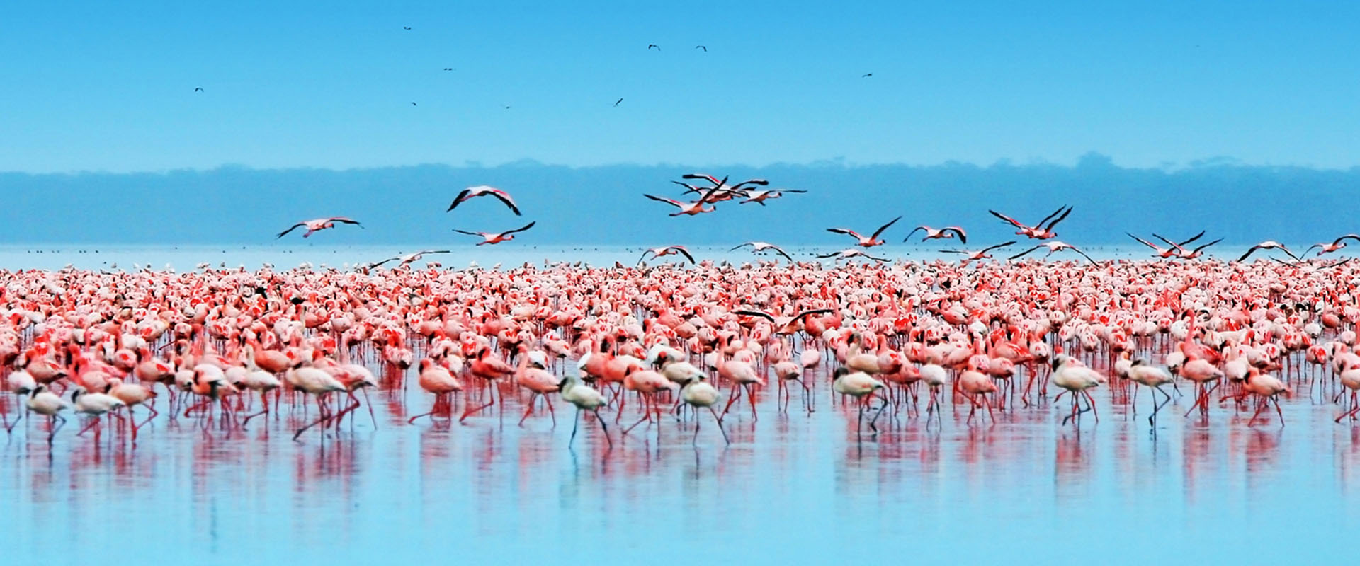 flamingoes