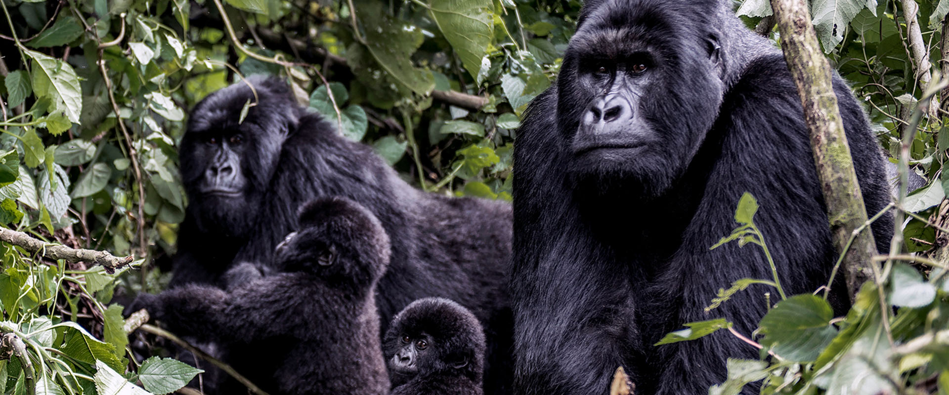 gorillas
