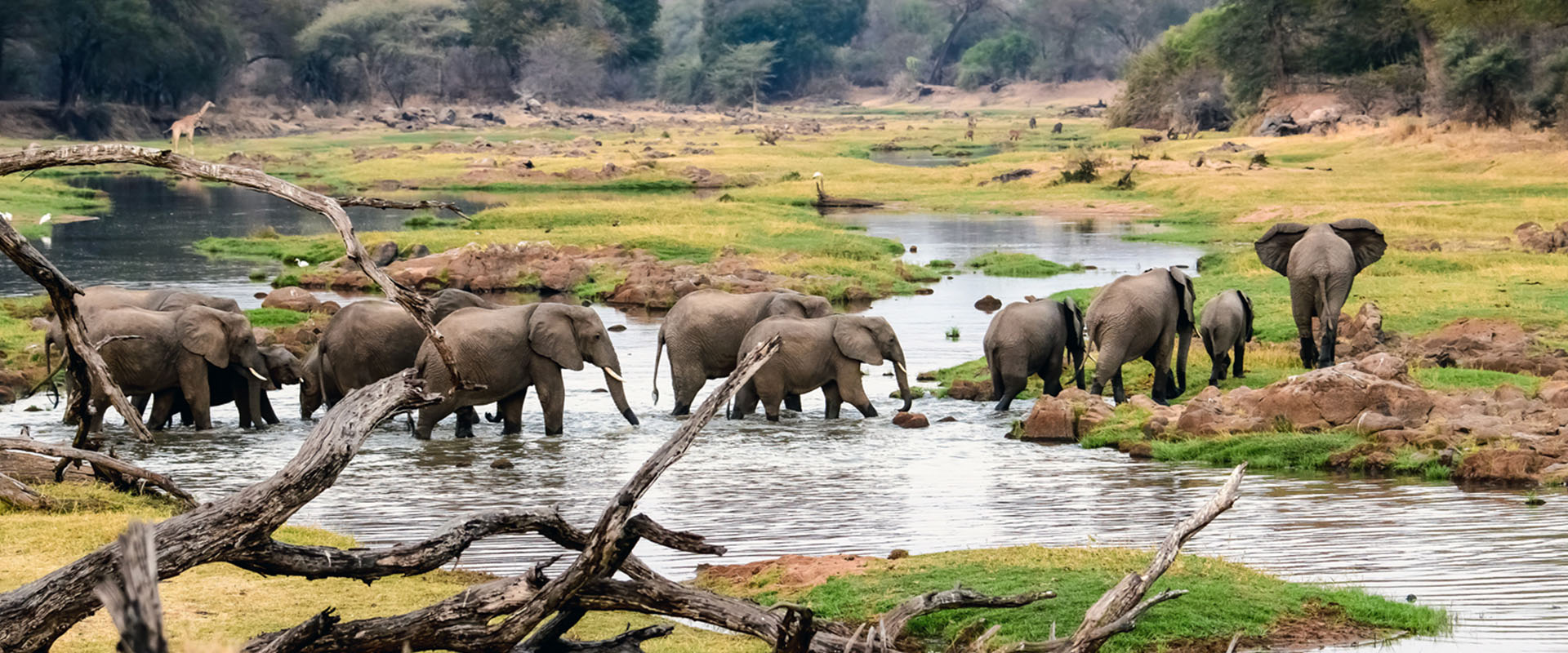 herd-of-elephants