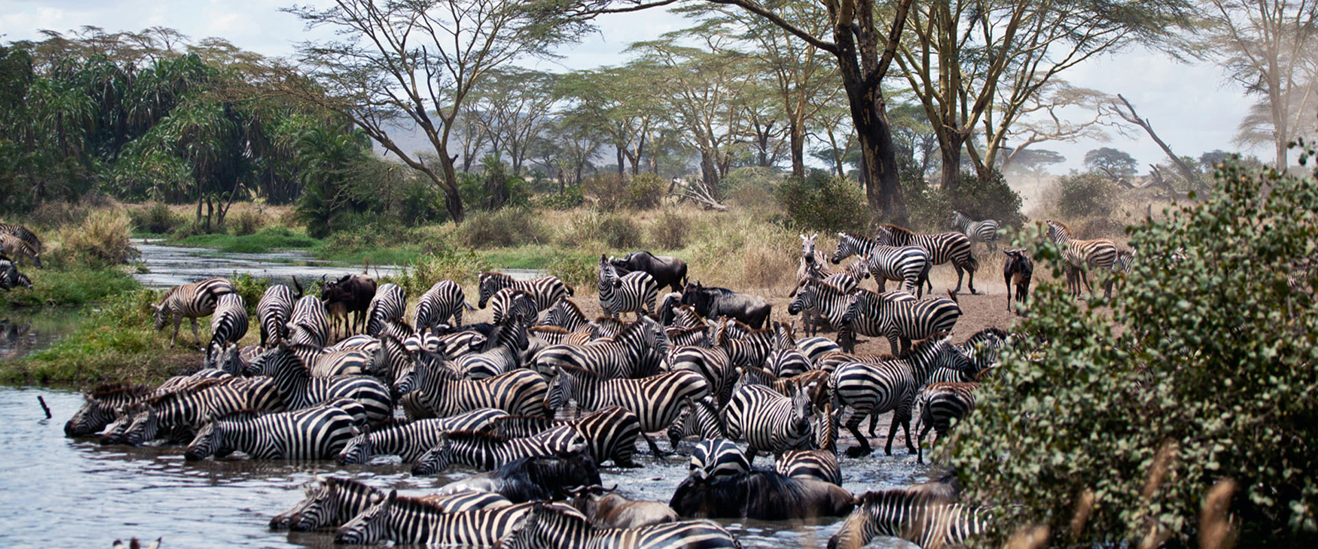herd-of-zebras-drinking