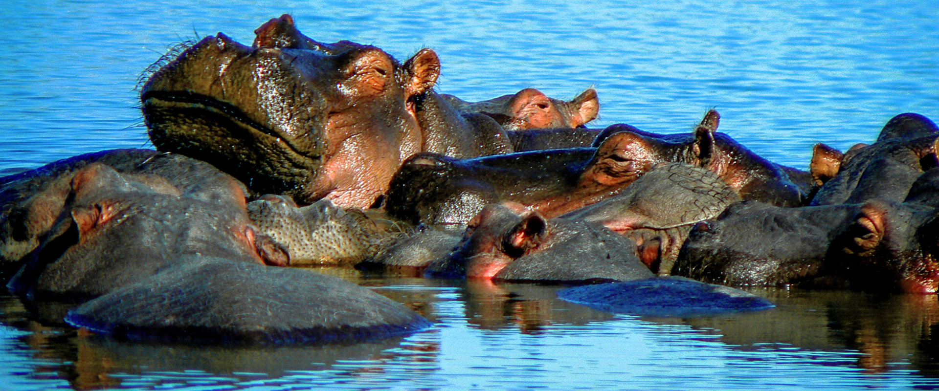 hippos-in-the-water