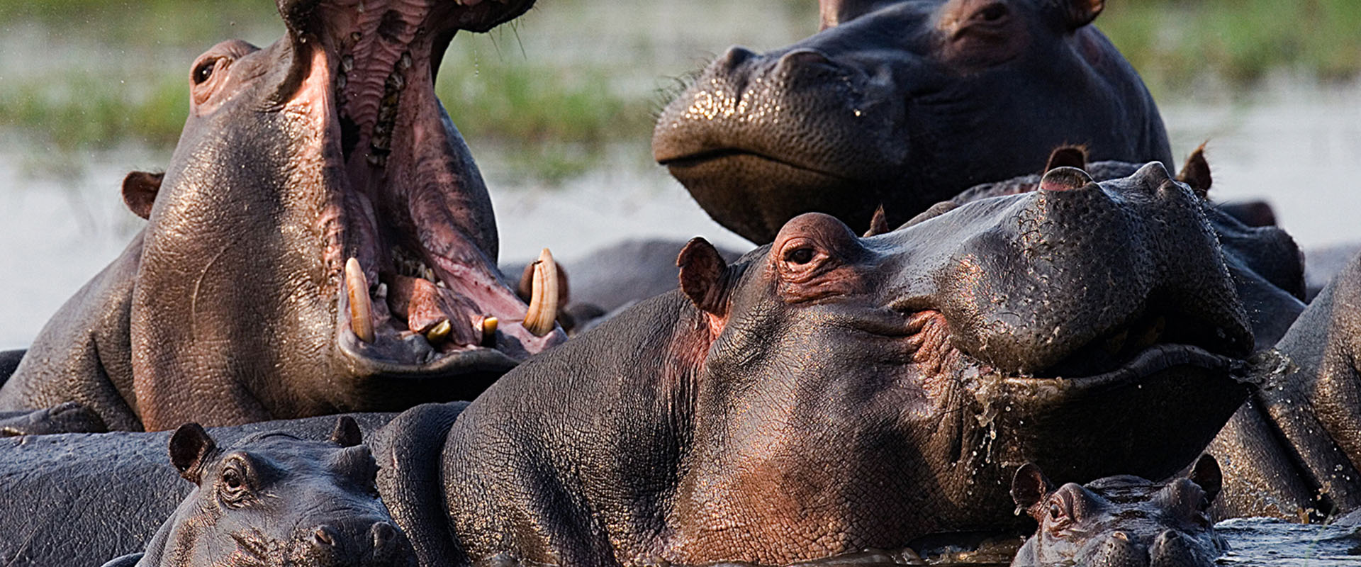 hippos