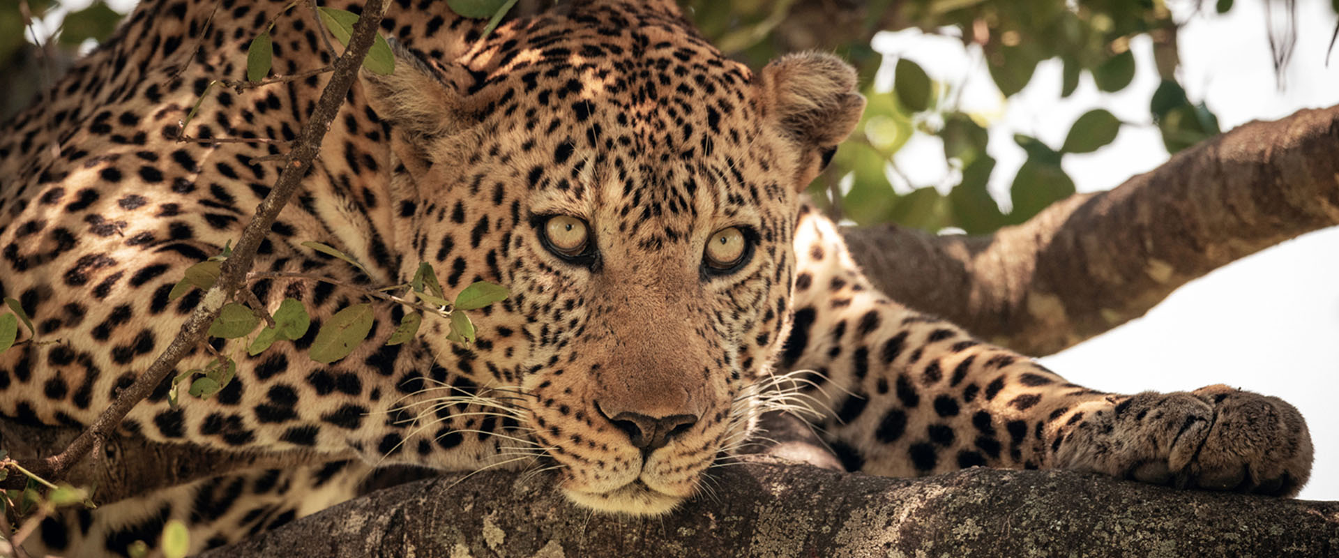leopard