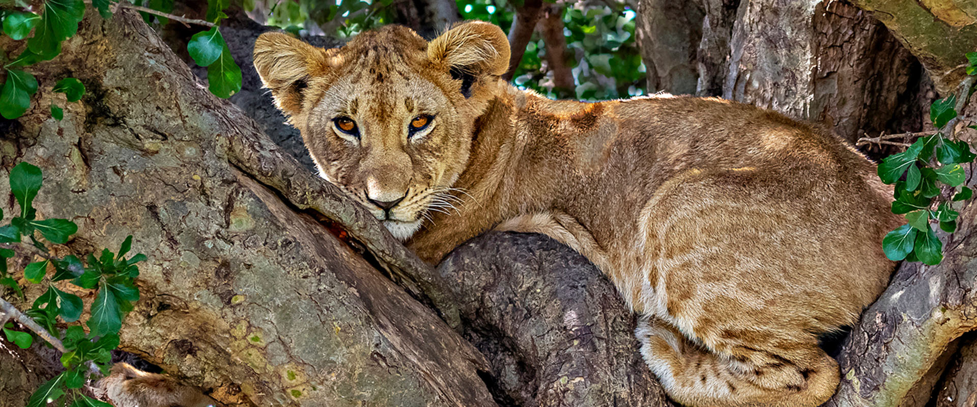 lion-cub-in-a-tree