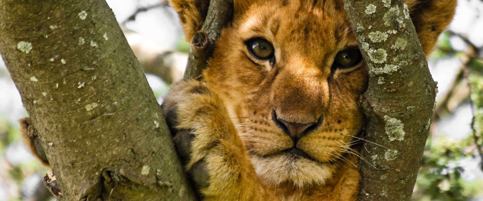 lion-cub