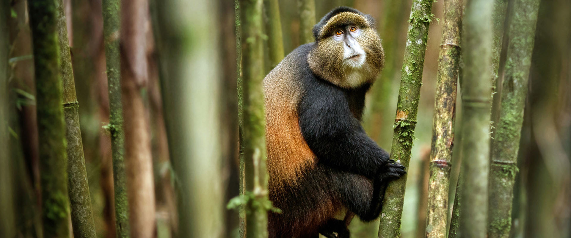 monkey