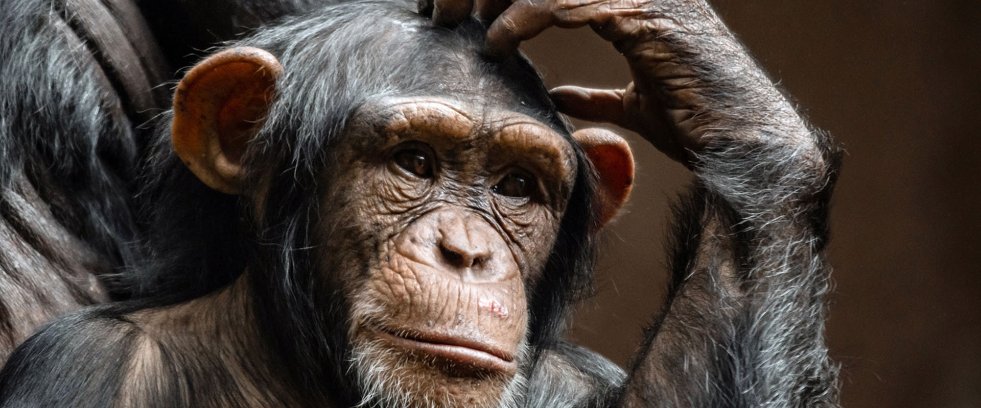 old-chimpanzee