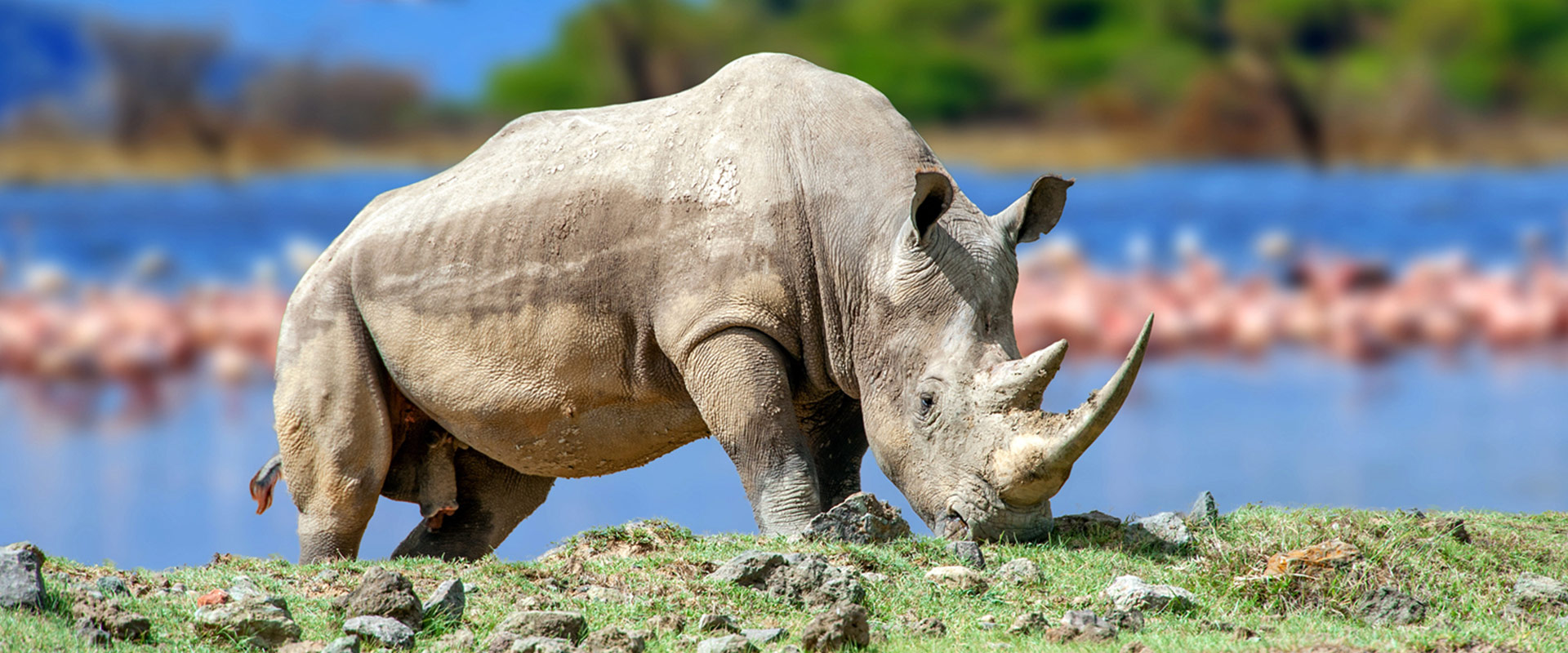 rhino-with-flamingos-in-the-background