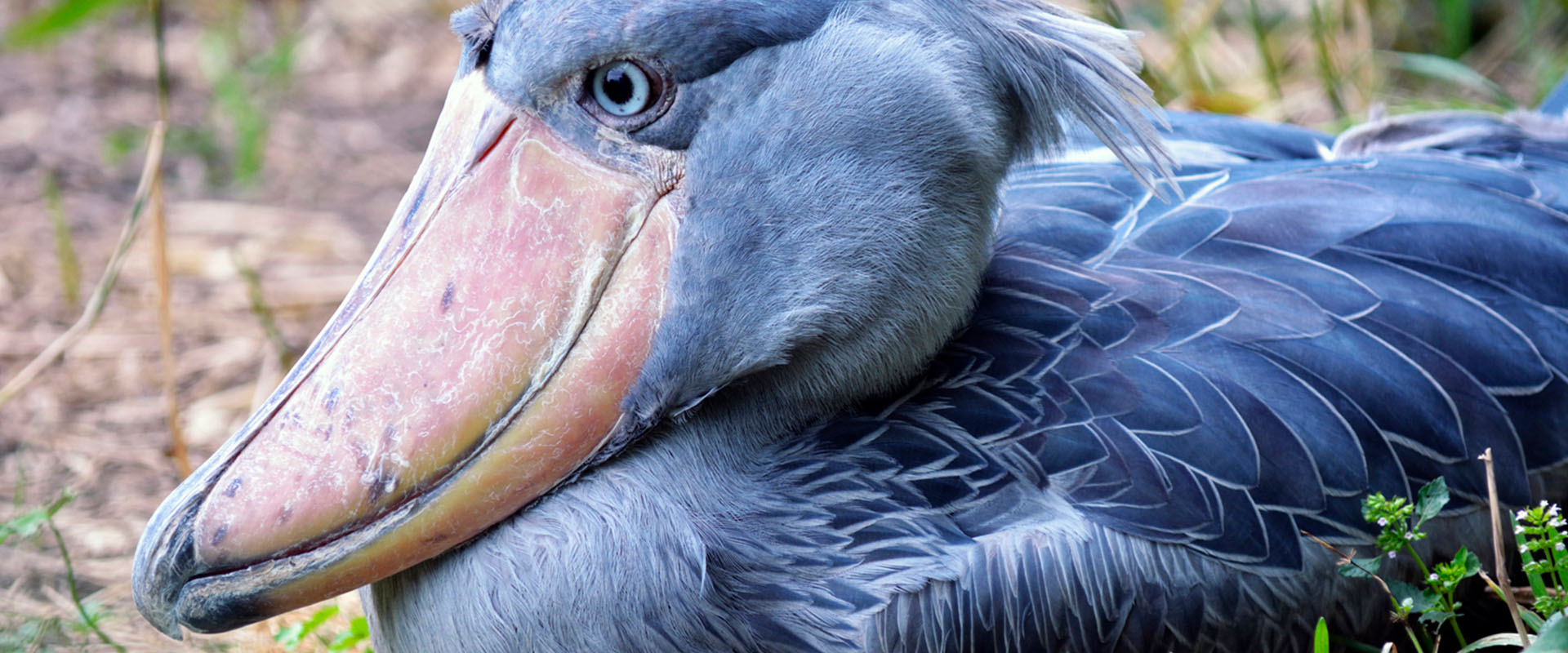 shoebill
