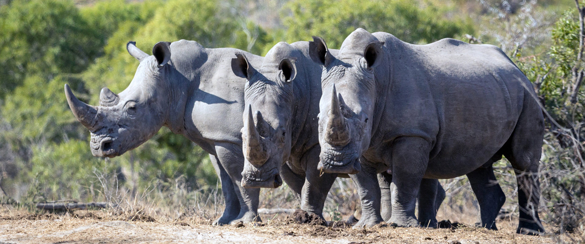 three-rhinos