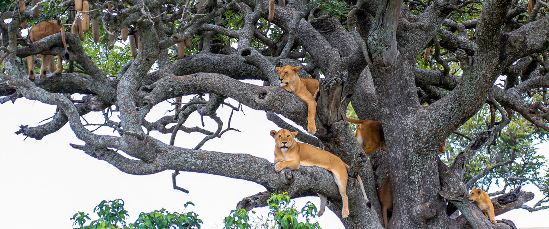 tree-climbing-lions