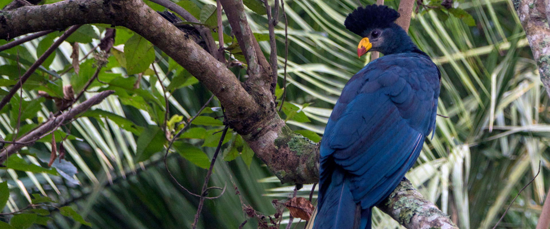 tropical-bird