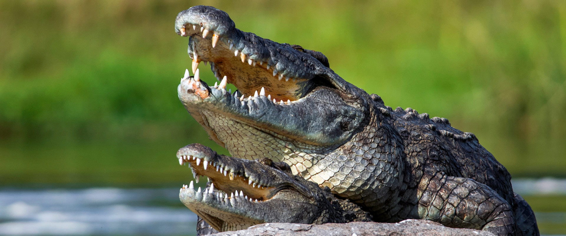 two-crocodiles-with-their-mouths-open-in-the-sun