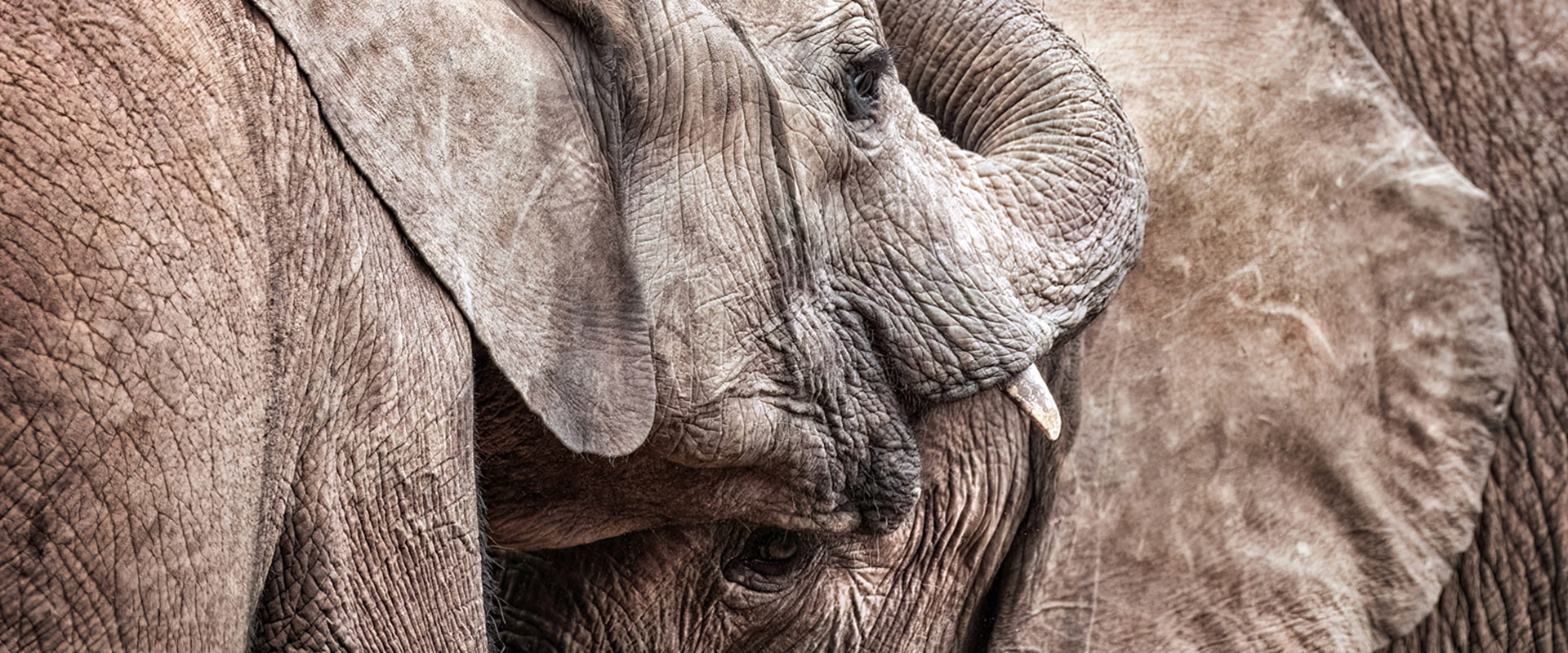 two-elephants