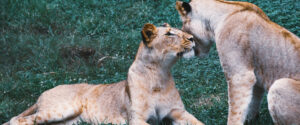 two-lionesses