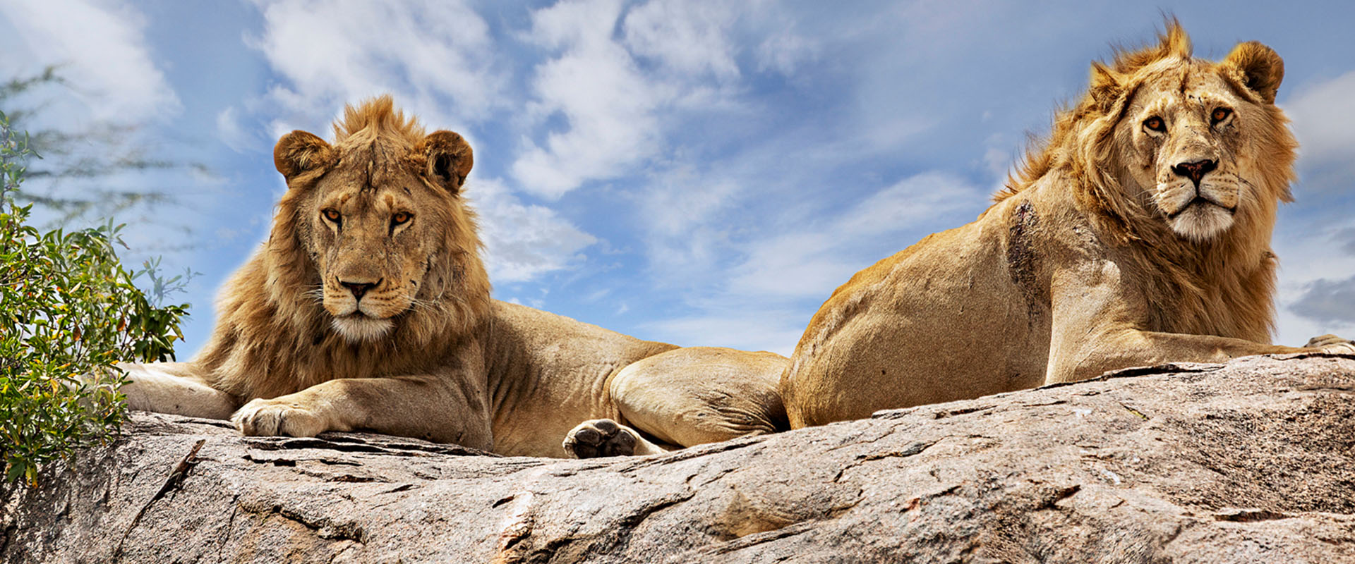 two-young-lions