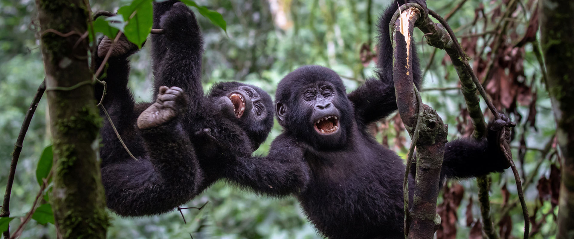 young-gorillas-playing